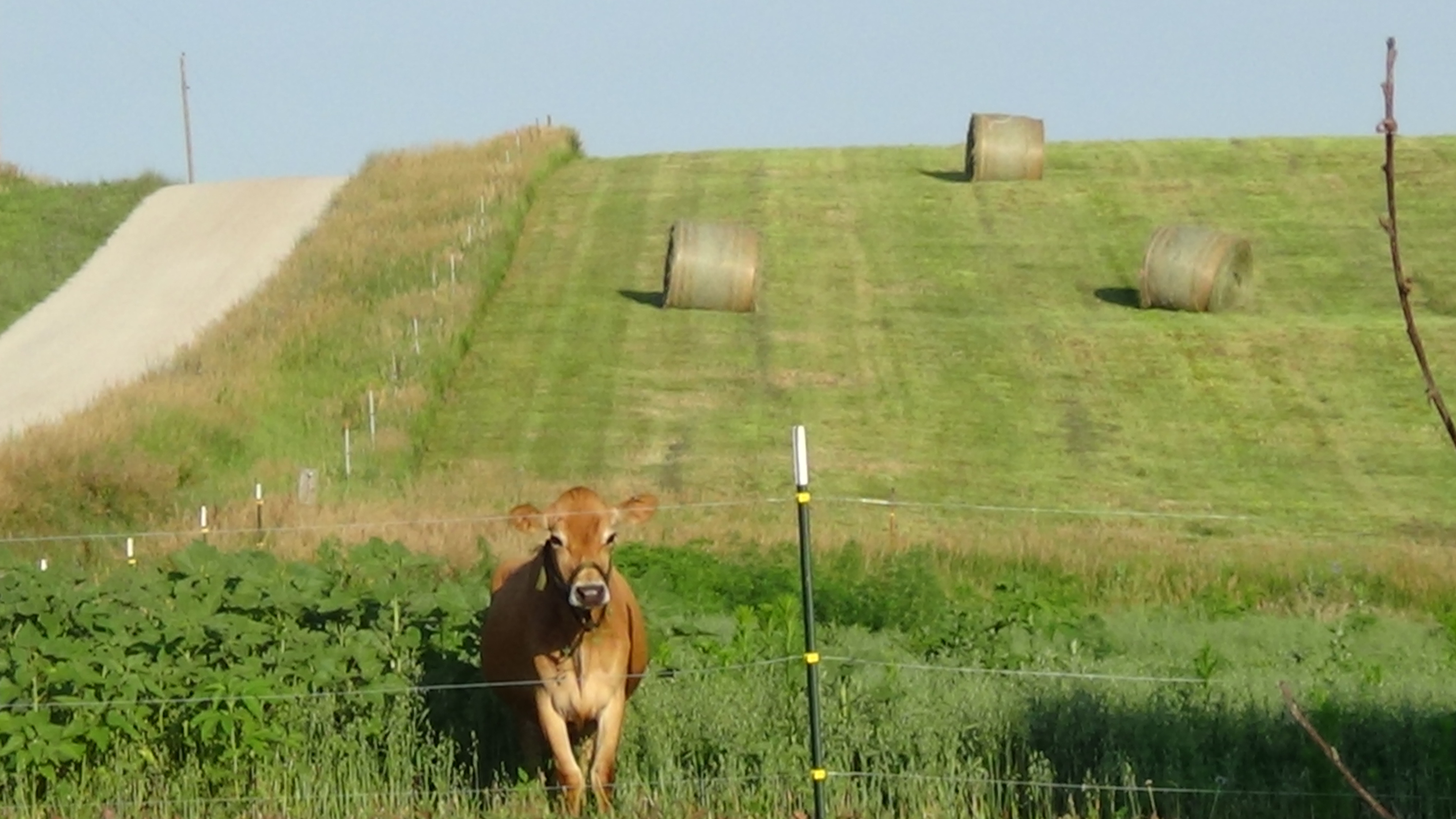 Green hillside with hay bales and a Jersey cow at a fence